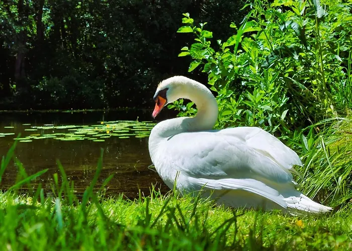 Alt-berliner Schwanenhof - Lägenhet Lychen